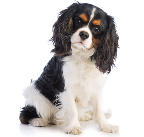 King charles spaniel store breeders